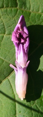 lathrée fleur1