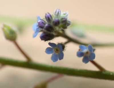 myosotis arvensis fleurs