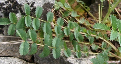 pimprenelle feuilles
