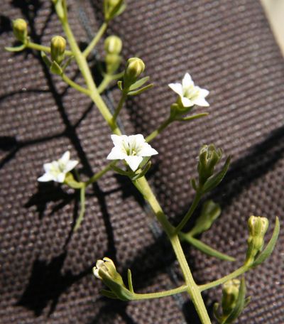 thesium pyrenees fleurs