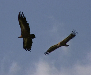 vautours fauves en vol