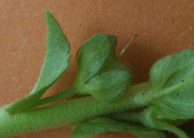 veronica serpyllifolia capsule